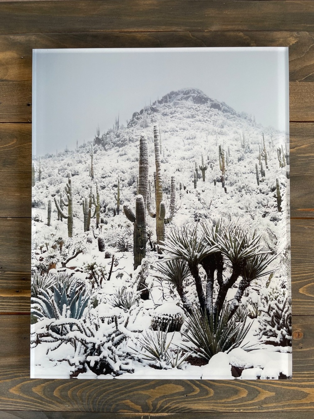 NEW Acrylic Panel 11x14, Snow Desert Arizona Winter Saguaro Cacti
